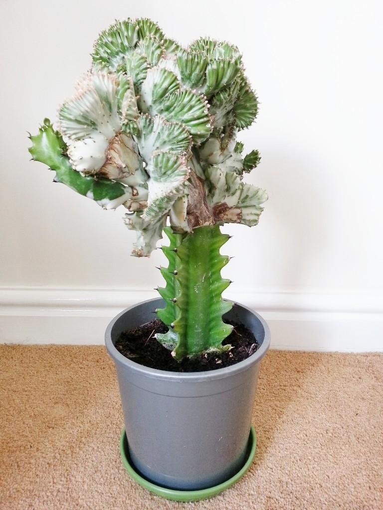 LARGE RARE & UNUSUAL CACTUS in Wrexham Gumtree