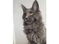 Solid Blue Main Coon girls available