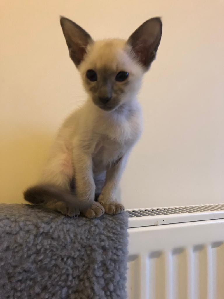 Siamese boy kitten ready in Liverpool, Merseyside Gumtree