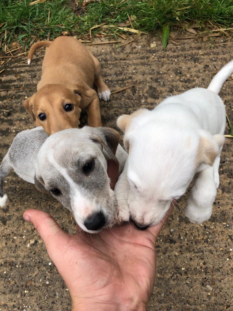 Lurcher puppies for sale in Norwich, Norfolk Gumtree