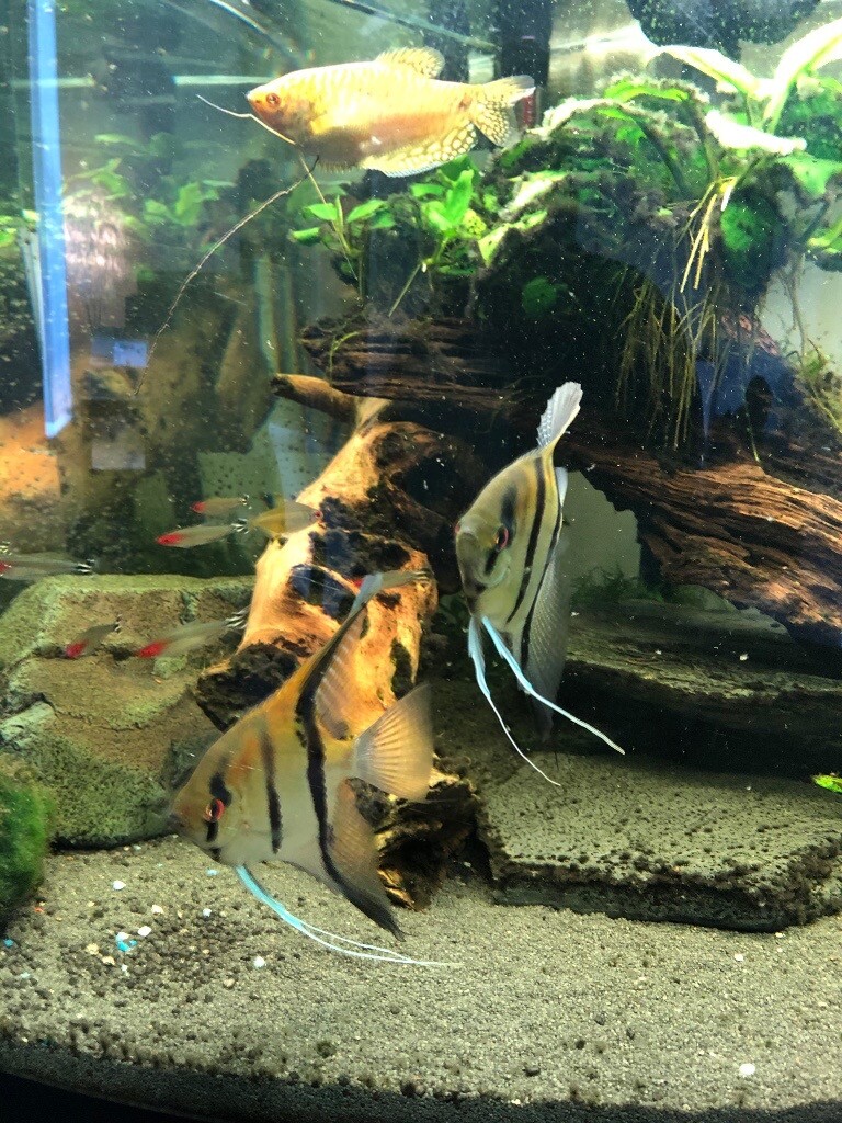 Tropical fish in Gateshead, Tyne and Wear Gumtree