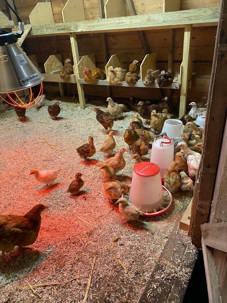 Various chicks chickens for sale in Wimborne, Dorset Gumtree