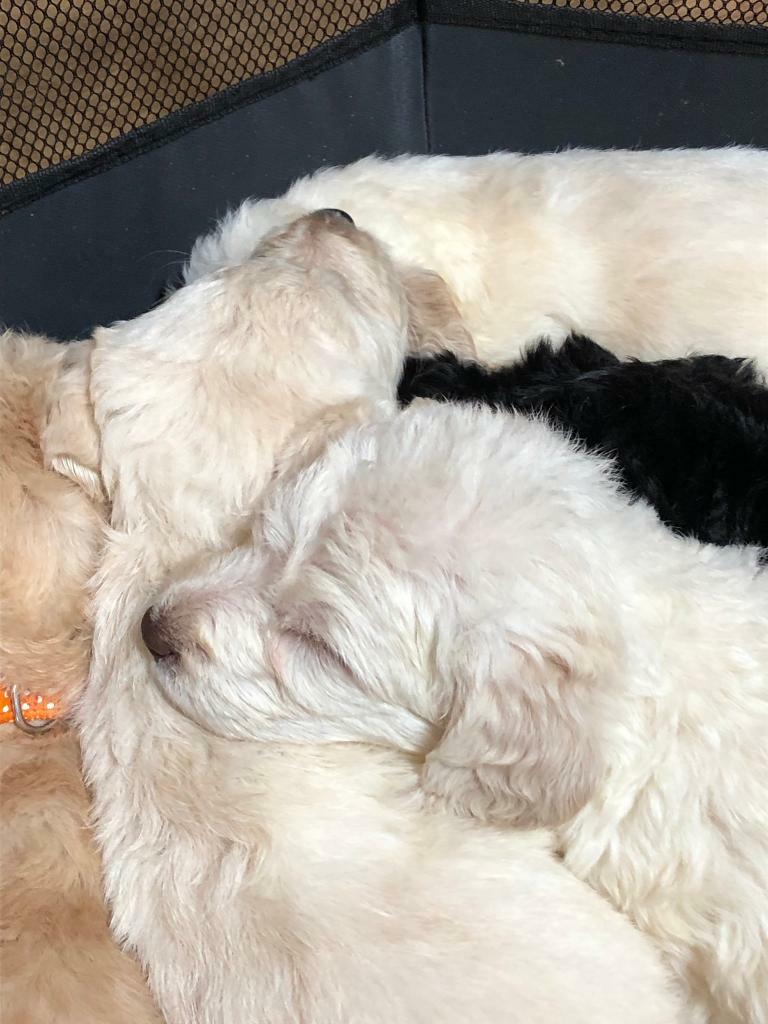  F1 Black Labradoodle Medium black Labradoodle 