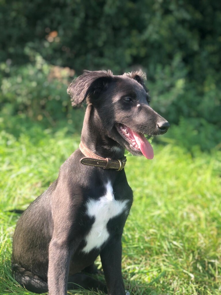 Saluki x lurcher Well bred in Tewkesbury, Gloucestershire Gumtree