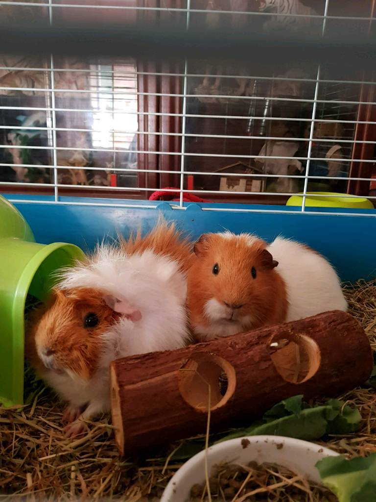 Adoption. 2 bonded boar guinea pigs. in Leamington Spa, Warwickshire