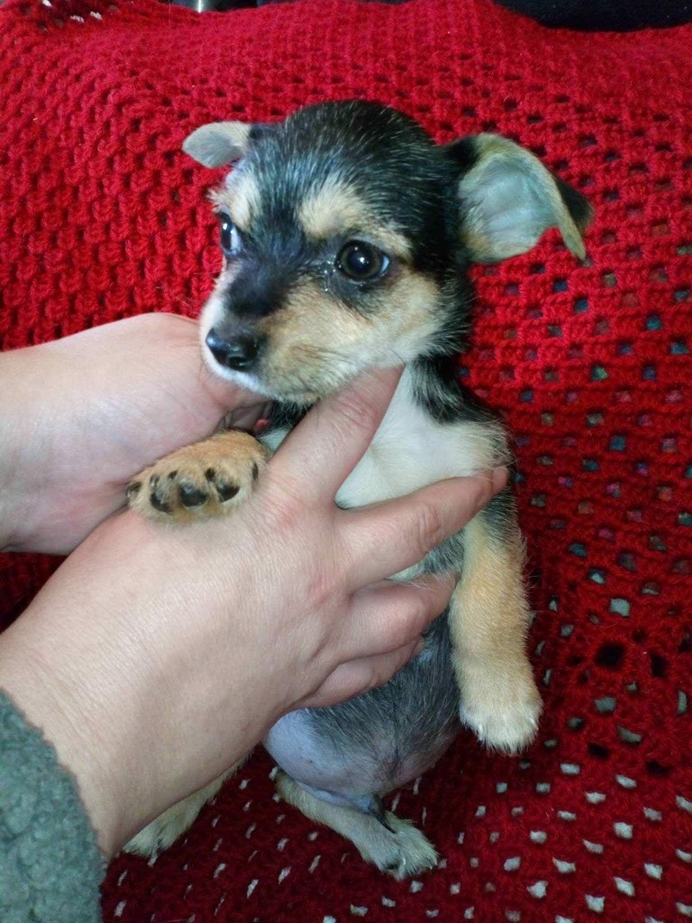 3 Chorkie Boys In Blaenavon Torfaen Gumtree