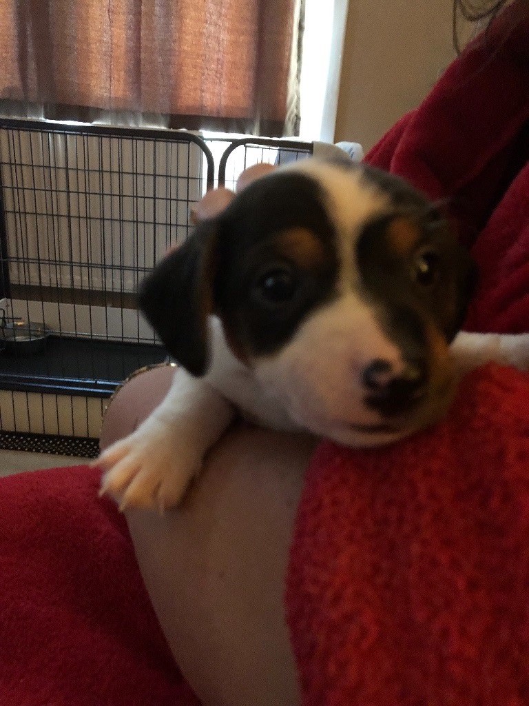 1 miniature Jack russell boy for sale in Rothwell, West Yorkshire