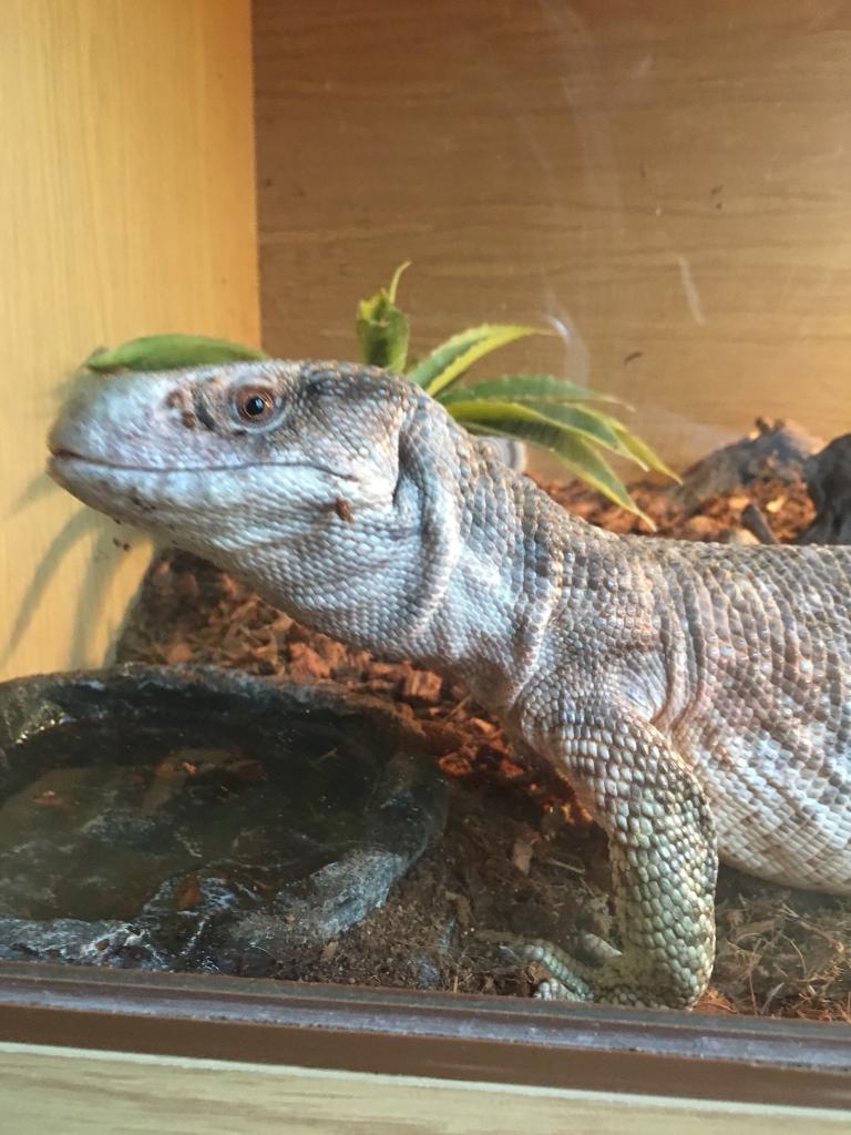 Bosc monitor reptile lizard in Newcastle, Tyne and Wear Gumtree