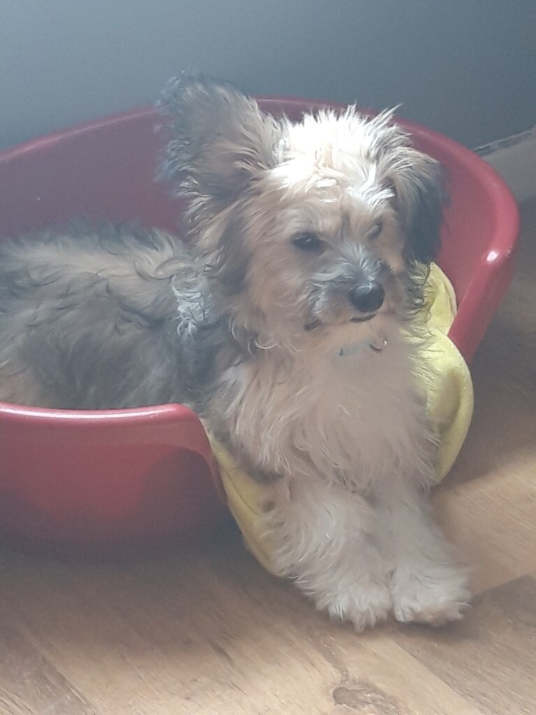 crested puff chinese powder carmarthen dogs