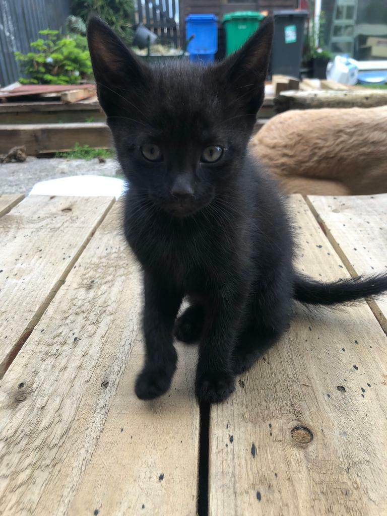 Beautiful Kittens FOR SALE in Dunfermline, Fife Gumtree