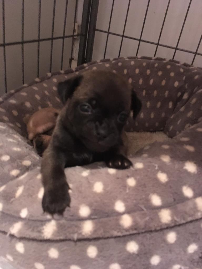 Stunning Chug puppies for sale in Chatham, Kent Gumtree