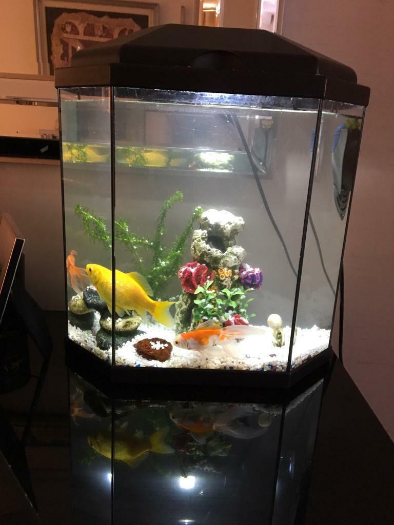 Cold water fish tank in Harrow, London Gumtree