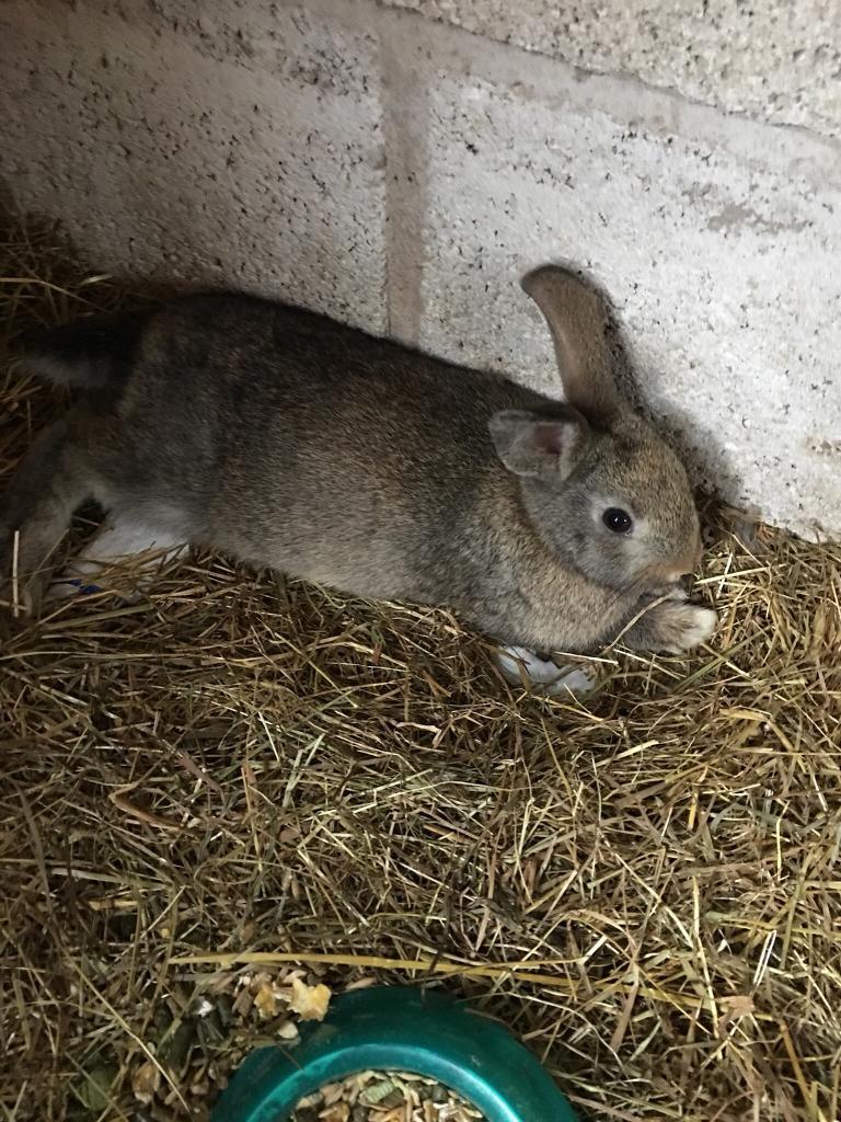 Rabbits for sale in Brough, East Yorkshire Gumtree