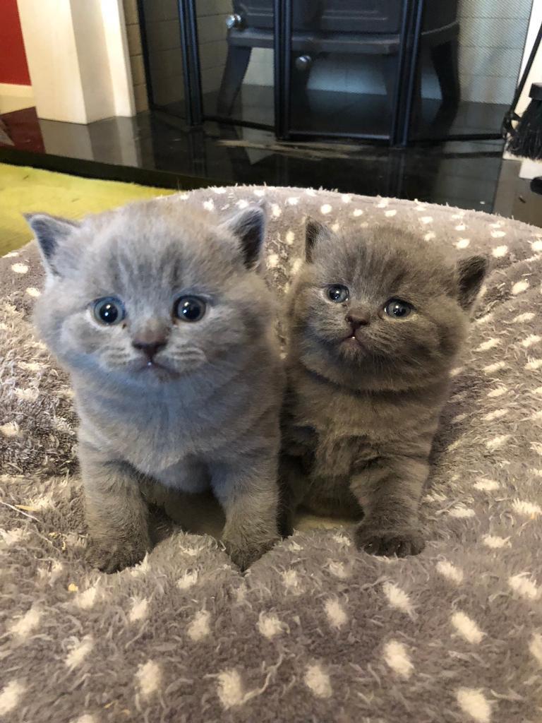 British Shorthair kittens Blue SOLD in Colchester, Essex Gumtree