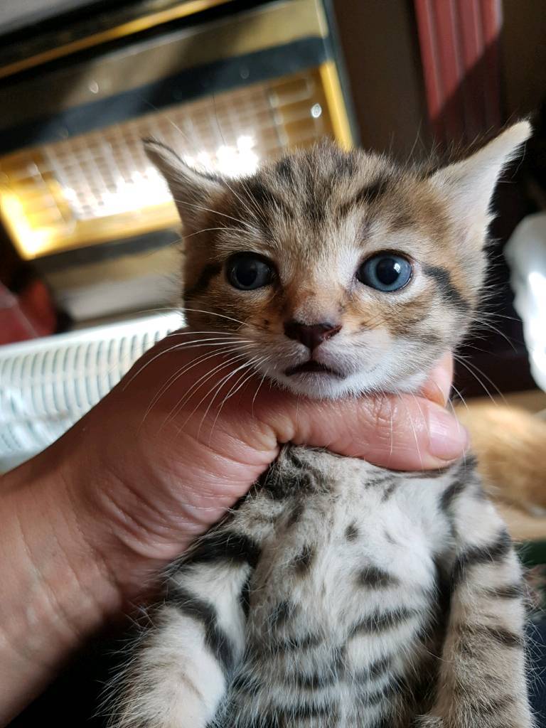 Half bengal kittens ready to reserve in Yardley Wood, West Midlands
