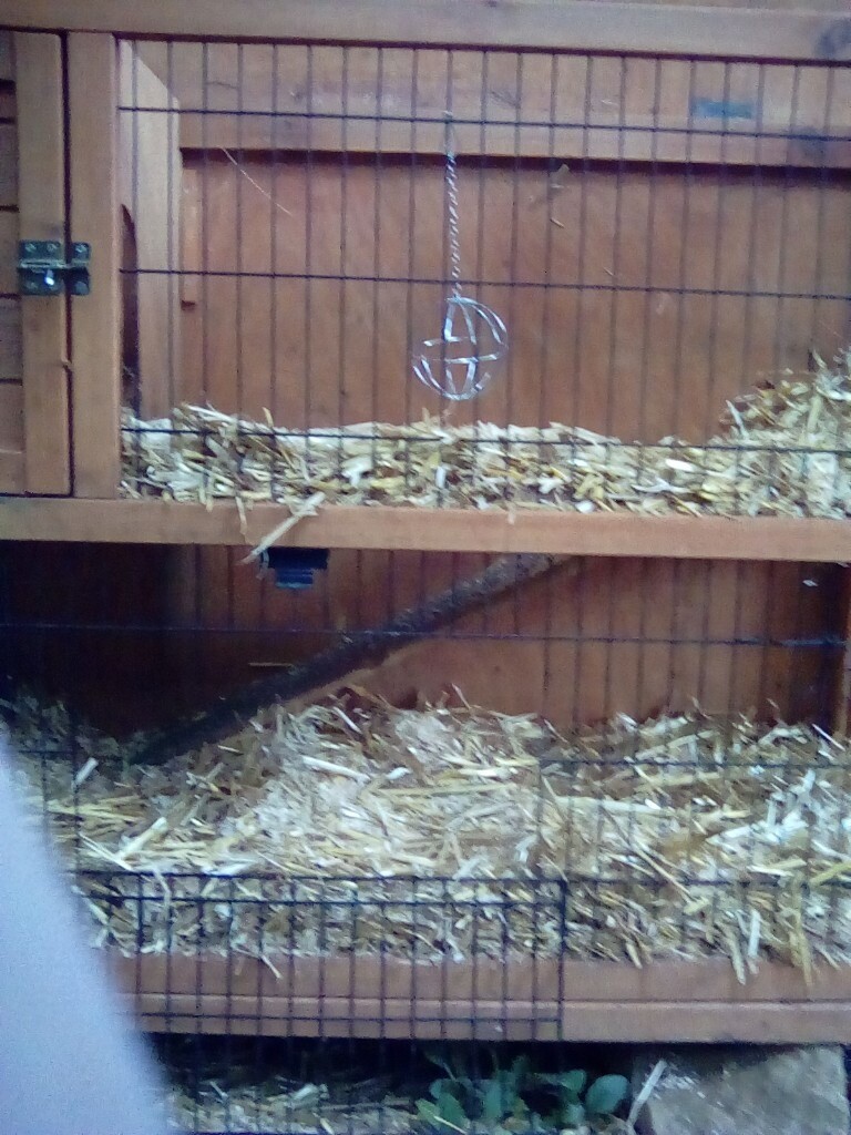 well handled syrian baby hamsters in westbury, wiltshire
