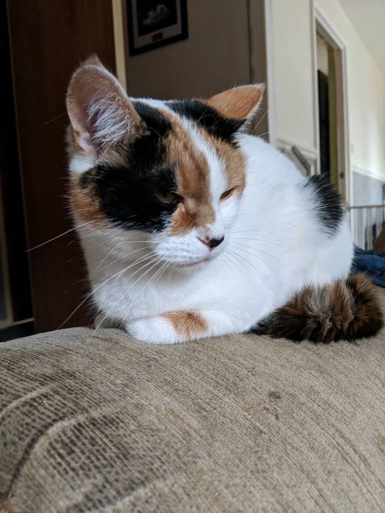 Female Calico Cat (reduced price) in Newcastle, Tyne and Wear Gumtree