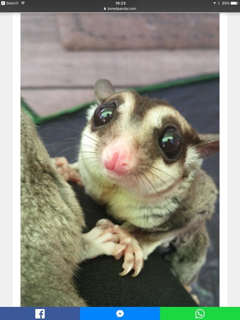 Male Sugar Glider | in Herne Bay, Kent | Gumtree