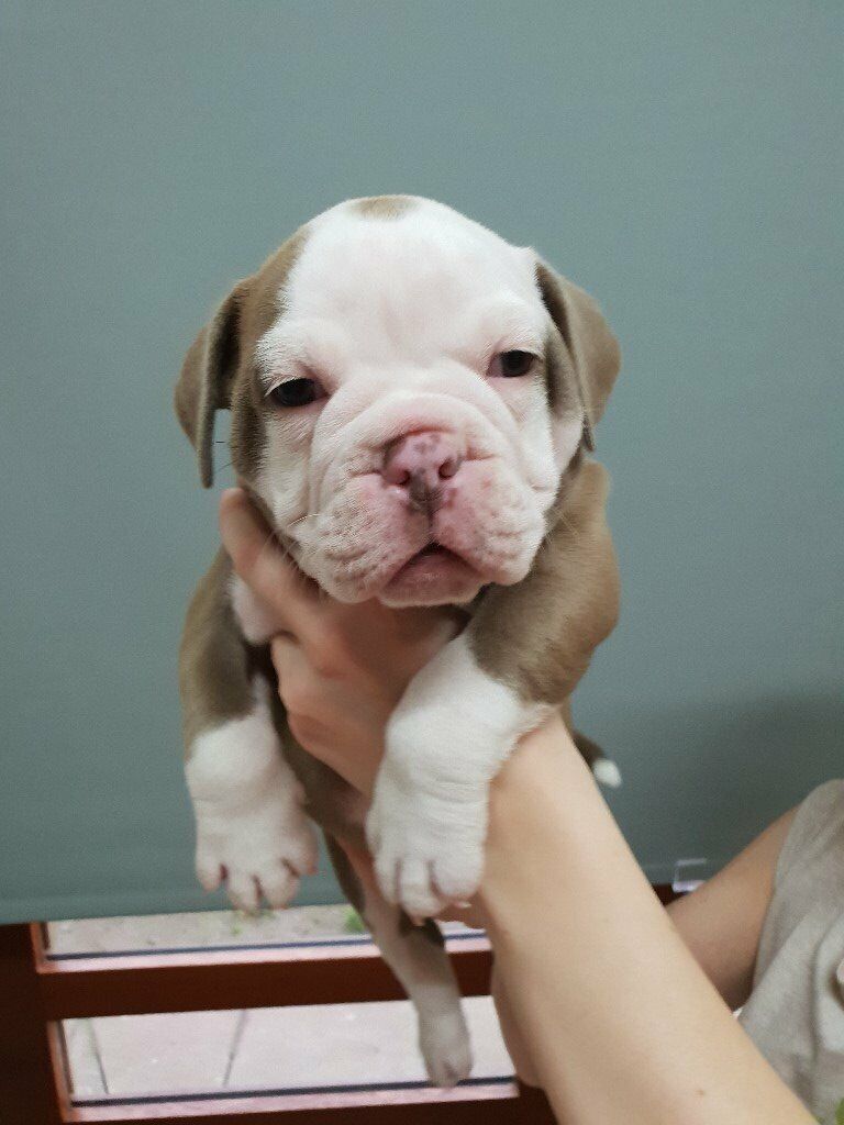 Olde English bulldog puppies in Airdrie, North