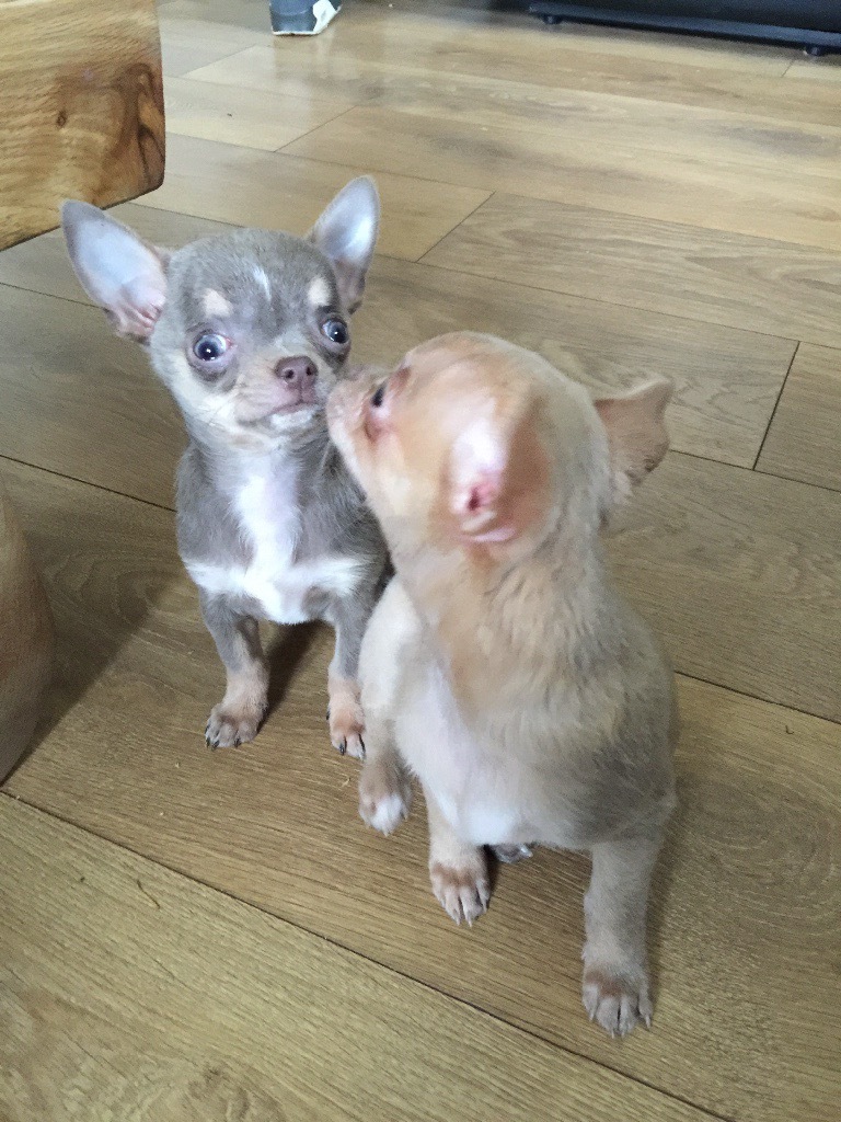 Puppies two lilac chihuahua pups for sale in Ballater, Aberdeenshire