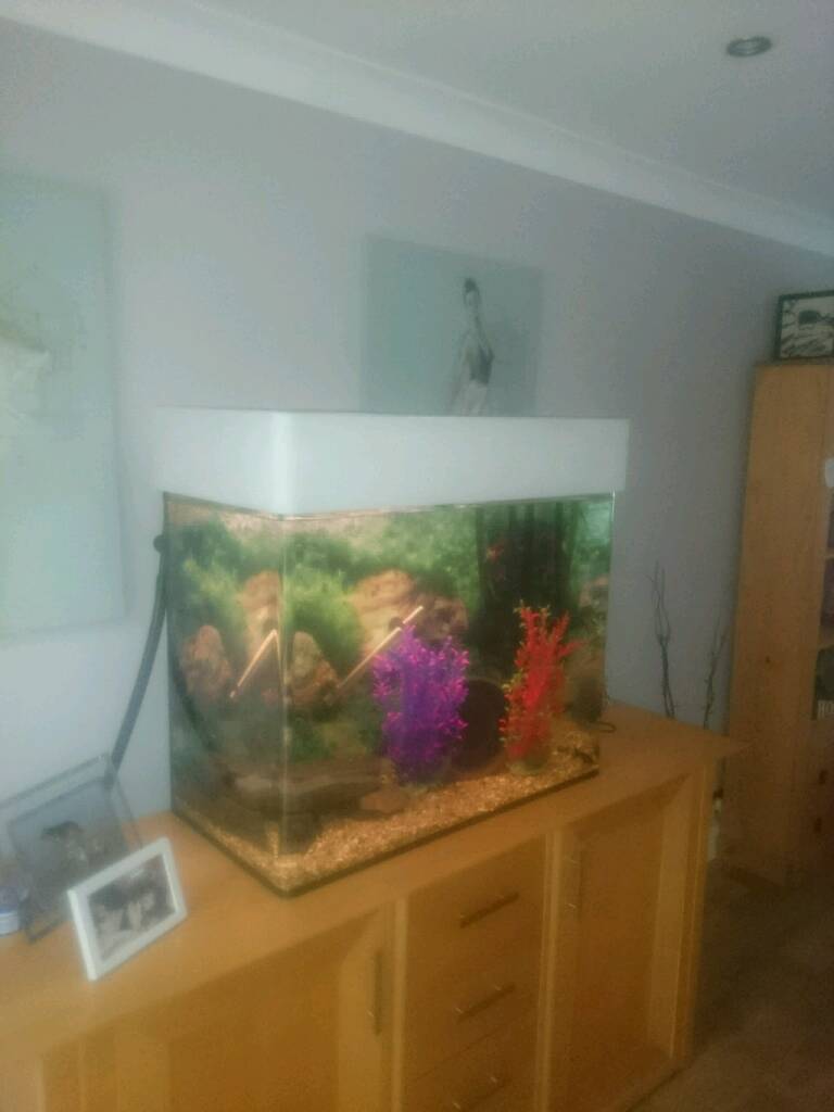Large fish tank for sale in St Helens, Merseyside Gumtree