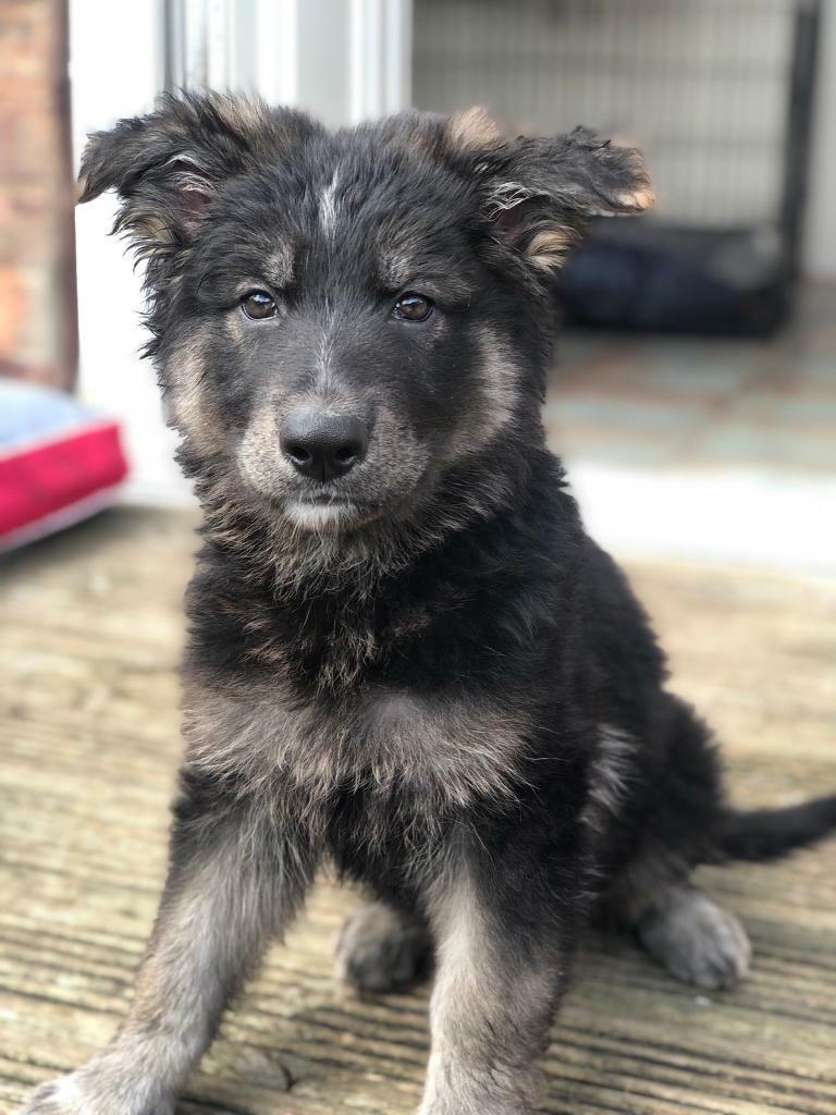 Blue German shepherd pup | in Moorends, South Yorkshire | Gumtree