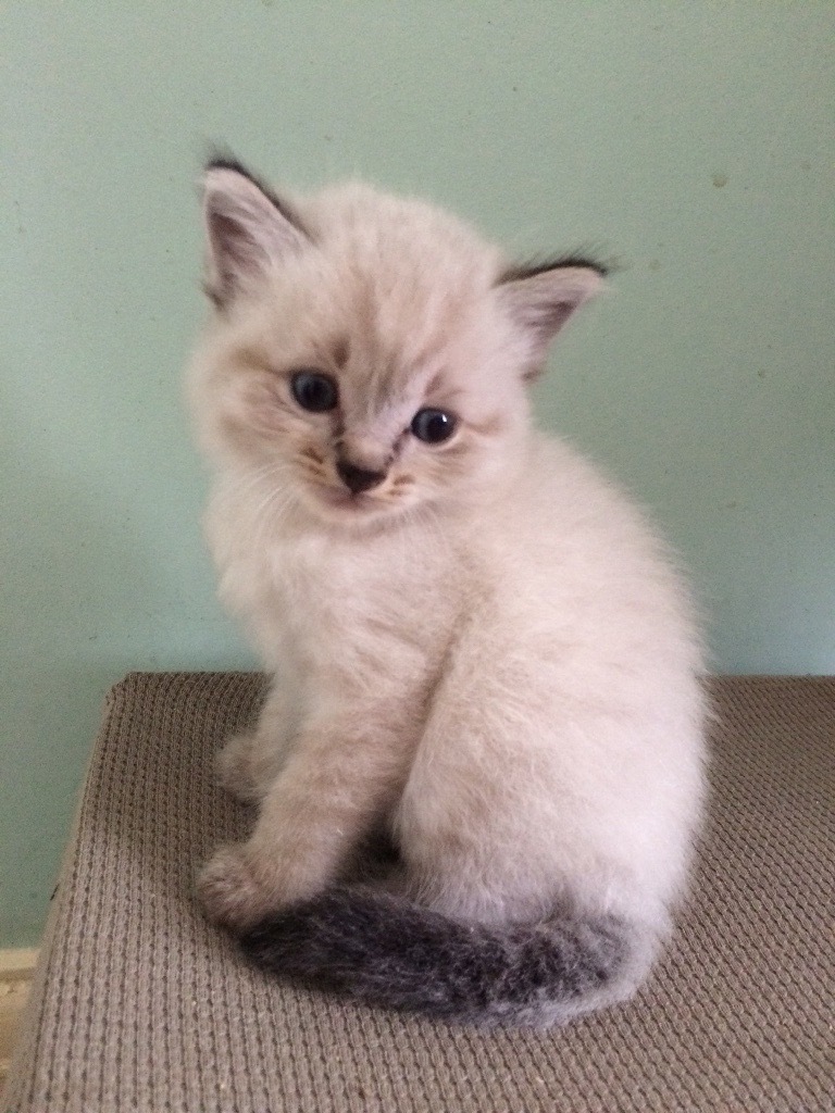 Beautiful ragdoll x snow Bengal in Coalville, Leicestershire Gumtree