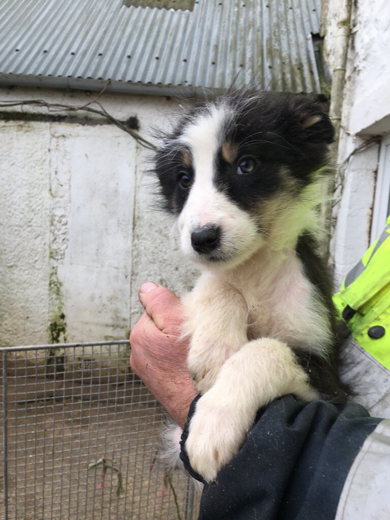 Collie Pups in Kilmarnock, East Ayrshire Gumtree
