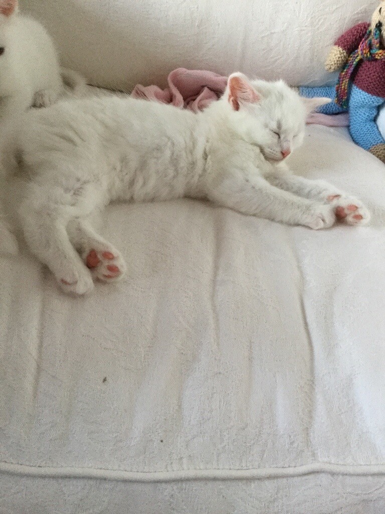 Beautiful litter of kittens in Hurstpierpoint, West Sussex Gumtree