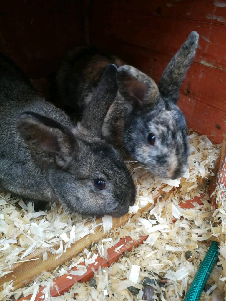 6 month old rabbits free to good home in Motherwell, North