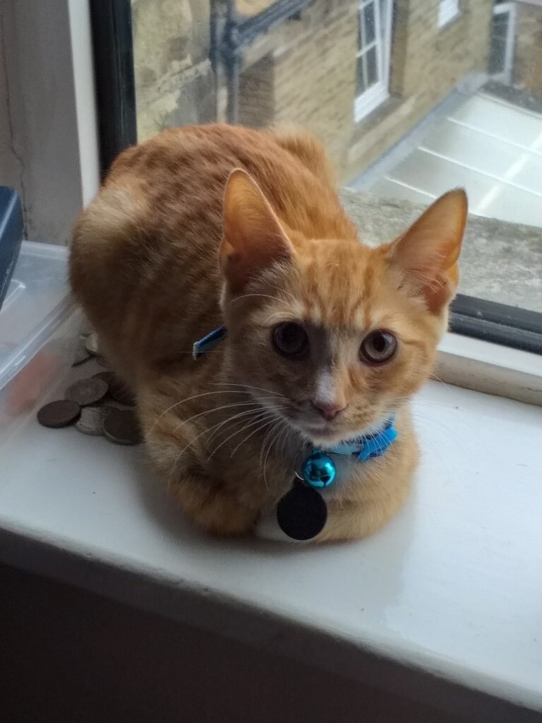 2 Ginger Kittens In Huddersfield West Yorkshire Gumtree