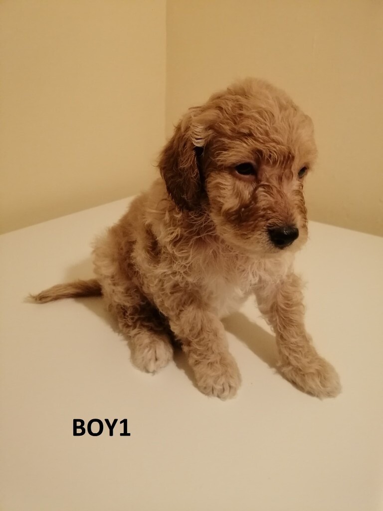 Miniature apricot KC registered poodle puppies in Walsall, West