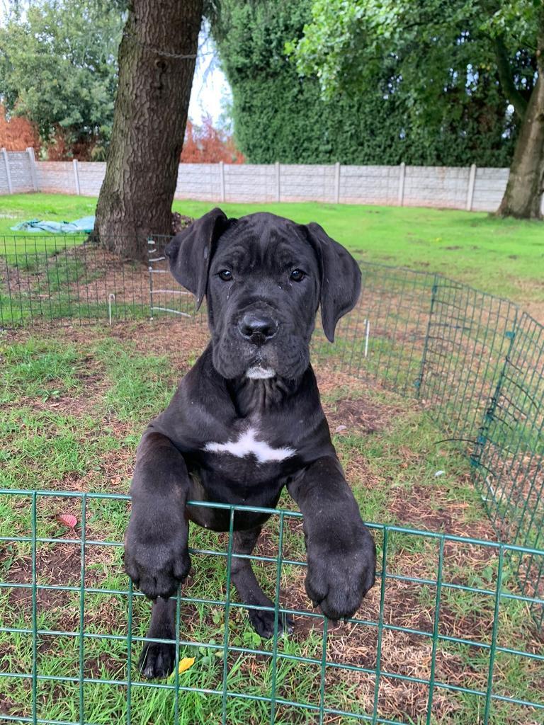 CANE CORSO PUPPY FOR SALE!! CHAMPION BLOODLINE SON OF MANOLO! in