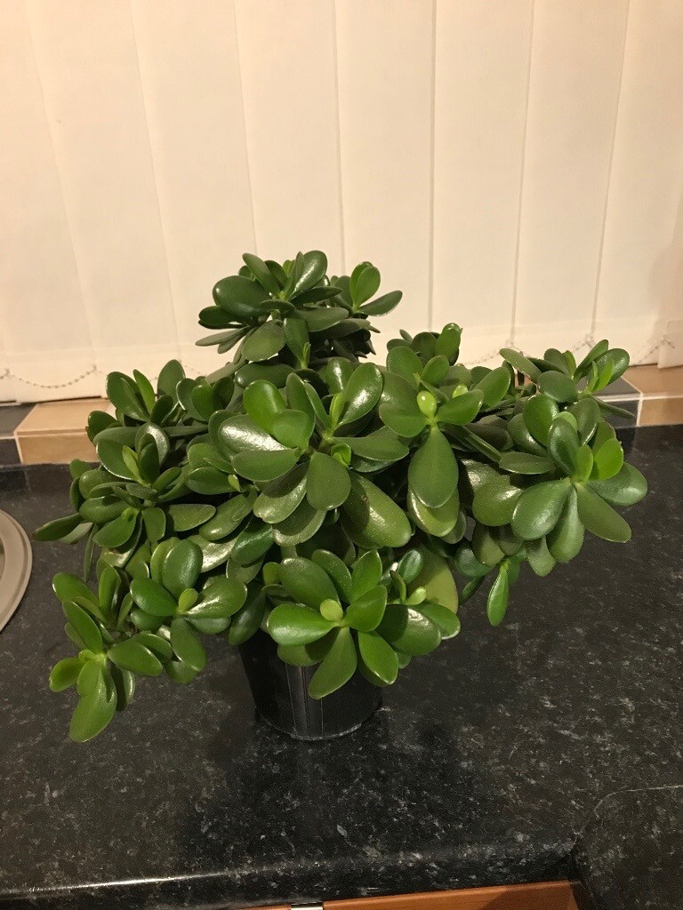 Money Tree Plant in Selston, Nottinghamshire Gumtree