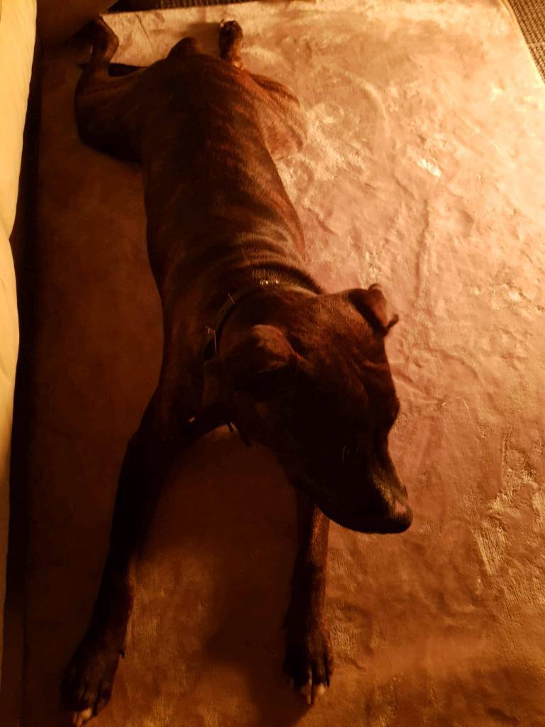 9 month old dog in Hastings, East Sussex Gumtree