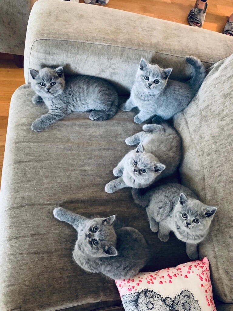 BEAUTIFUL BABY BRITISH BLUE KITTEN READY TO MAKE YOU HAPPY | in London