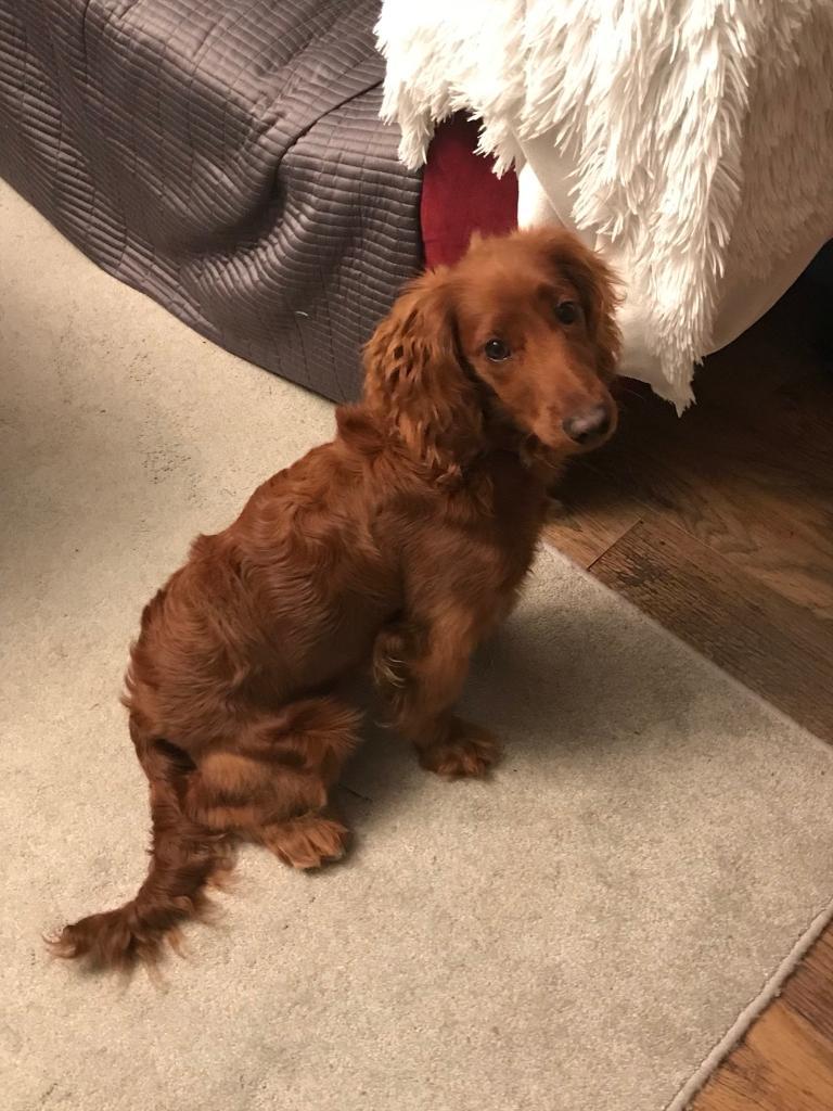 8 month old red cockapoo for sale in Mile End, London Gumtree