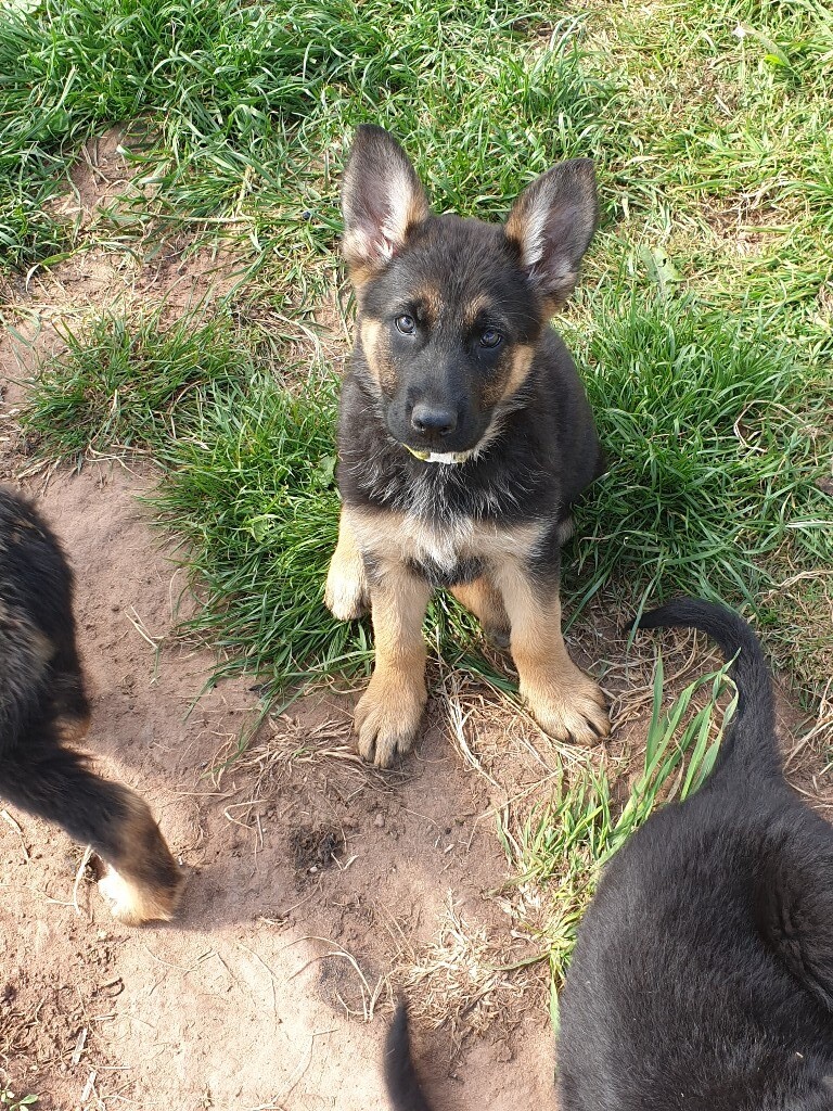 Super friendly, chunky German shepherd puppies. in Droitwich