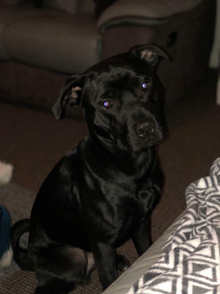 Staffy cross in Gosforth, Tyne and Wear Gumtree