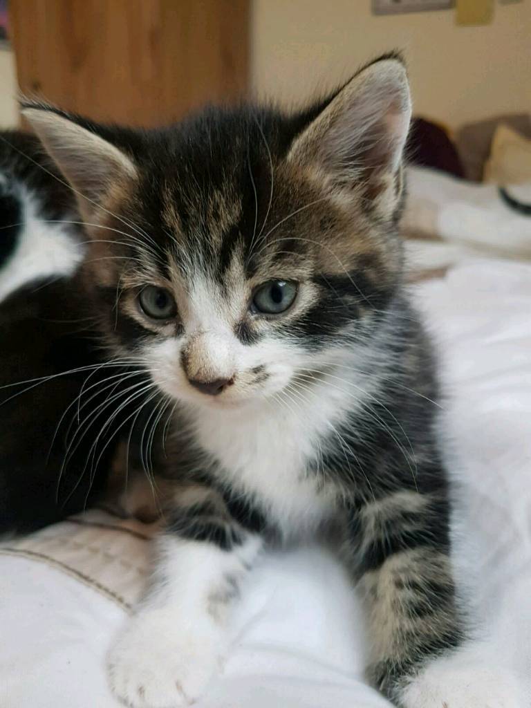 Male kittens in Edinburgh Gumtree