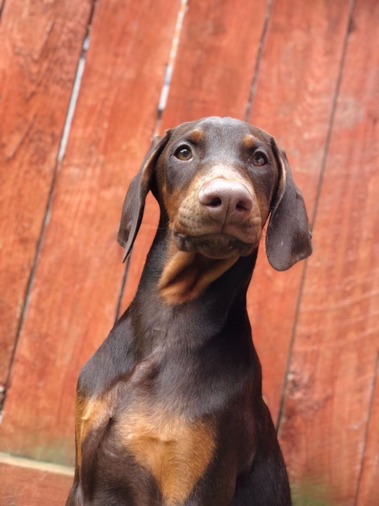 Chocolate doberman in Hull, East Yorkshire Gumtree
