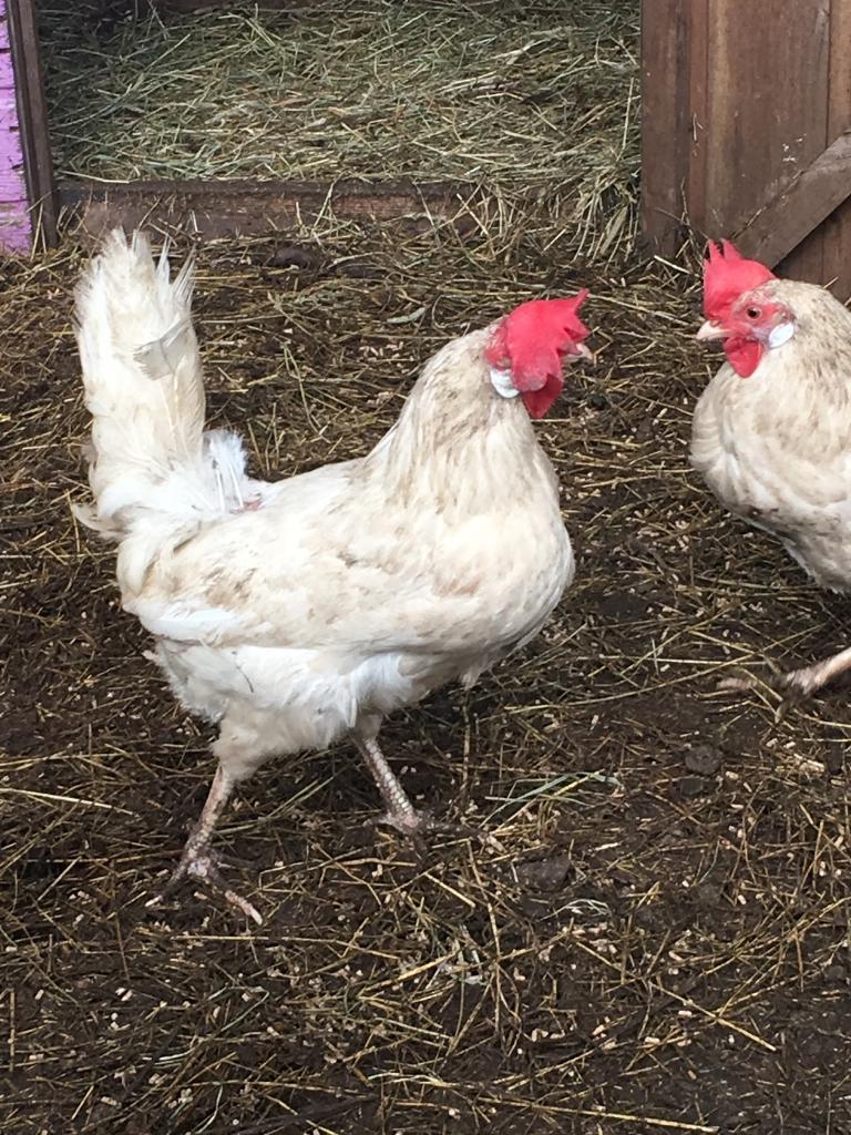 Chickens for sale. Great egg layers in Coatbridge, North Lanarkshire