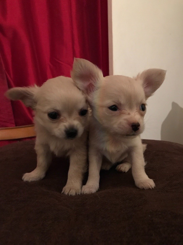 2 beautiful female Chihuahuas long coat in Caldicot, Monmouthshire