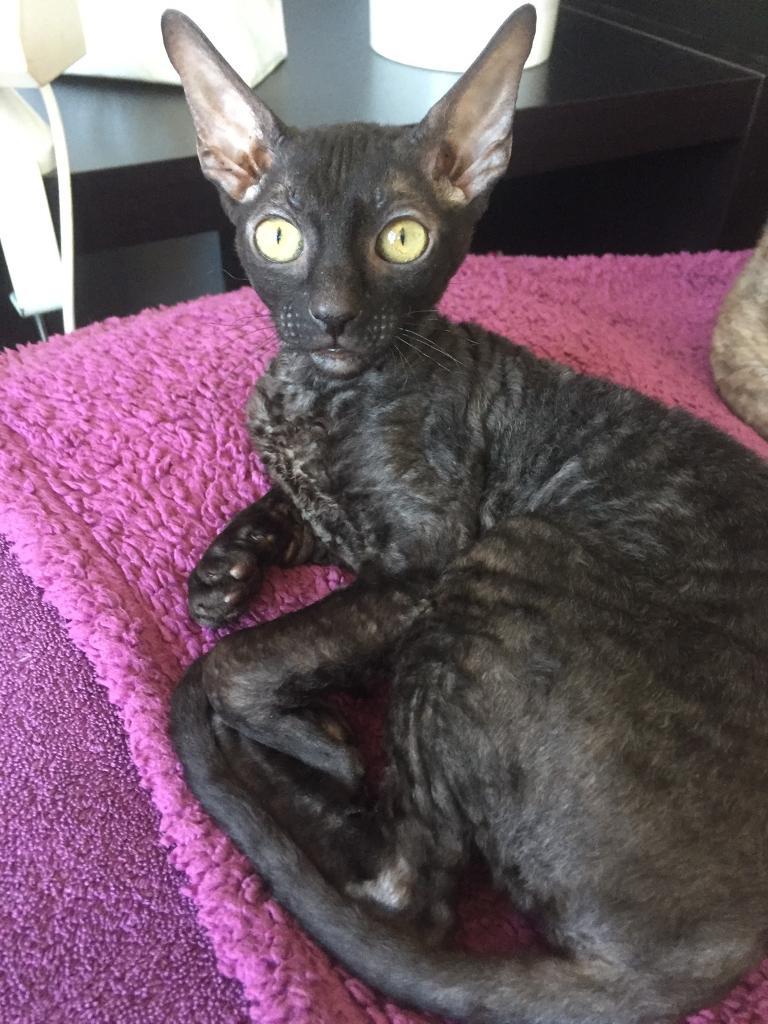 Cornish Rex female for sale in Worcester Park, London Gumtree