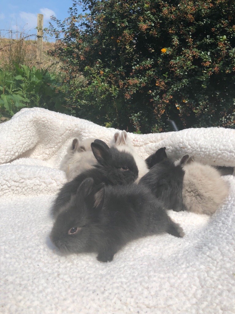 LIONHEAD BUNNIES FOR SALE | in Lochgilphead, Argyll and Bute | Gumtree