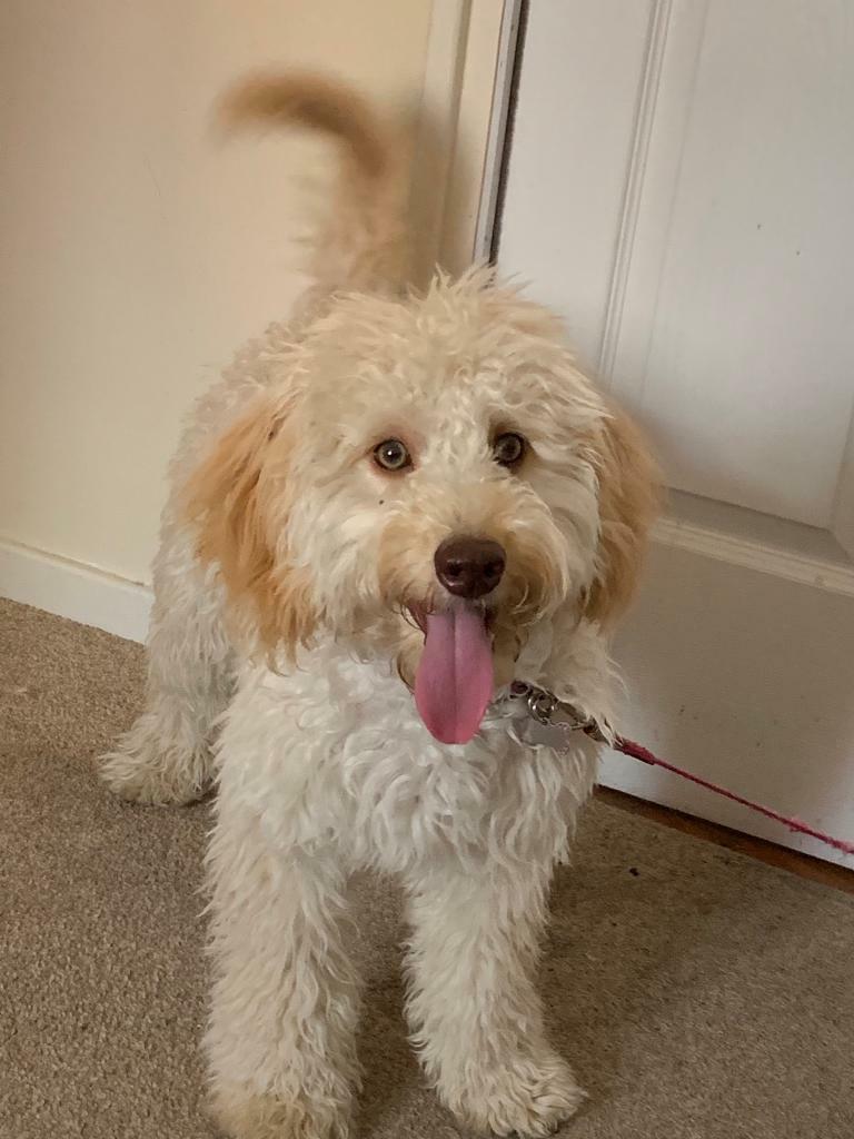 Female cockapoo in Somercotes, Derbyshire Gumtree