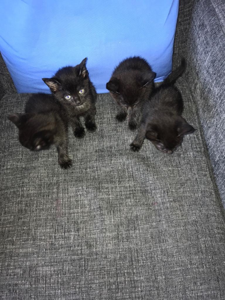Kittens For Sale CHEAP in Hillington, Glasgow Gumtree