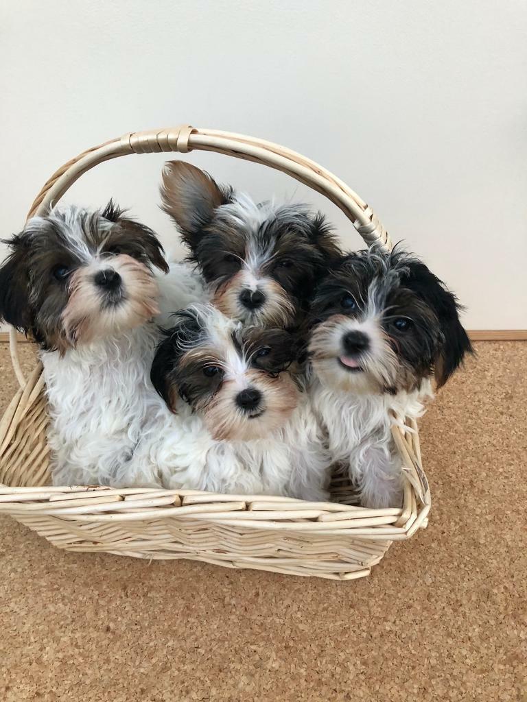 Biewer Terrier | in Boston Spa, West Yorkshire | Gumtree