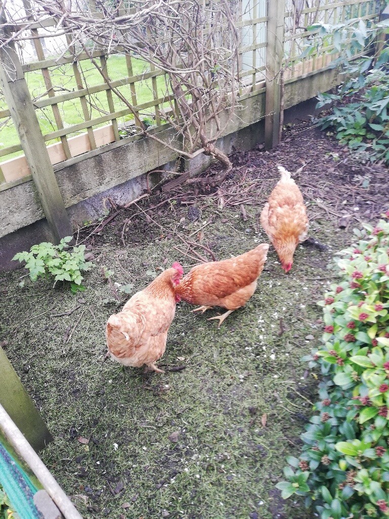 Hens for sale in Buckie, Moray Gumtree