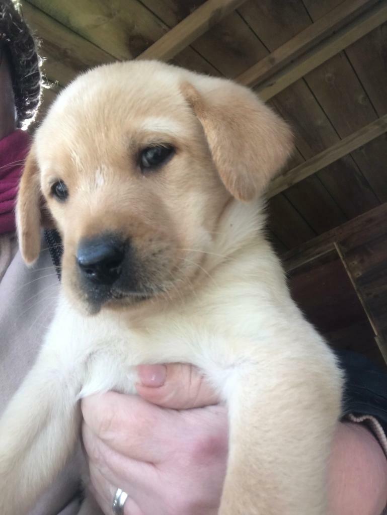 Lab puppies in Lockerbie, Dumfries and Galloway Gumtree